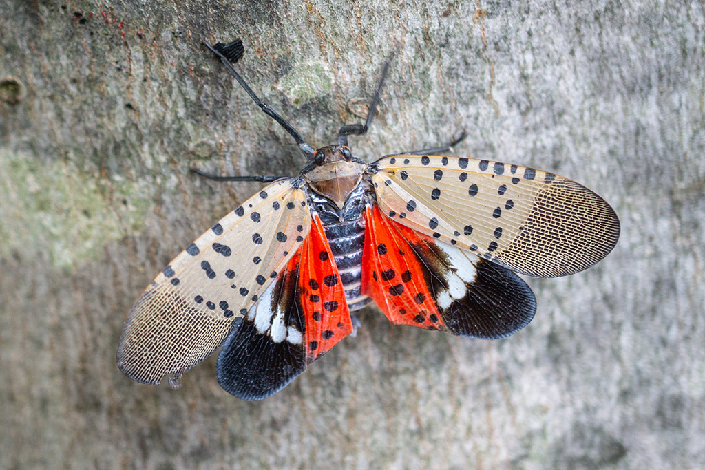 Spotted lantern fly on a tree