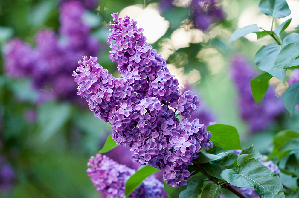 Purple butterfly bush