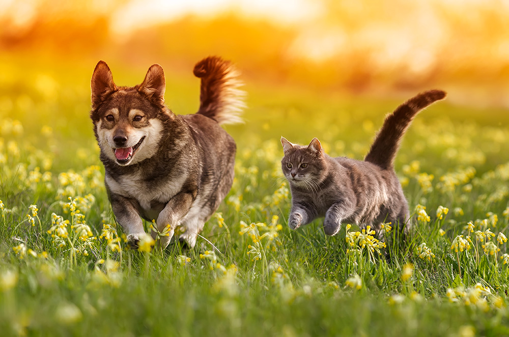 Dog and cat running in field