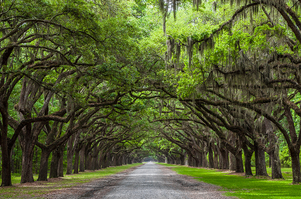 Savannah oak trees