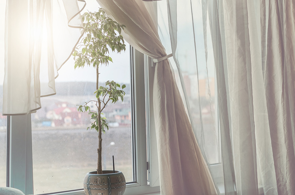 Light coming through window with plant and curtains