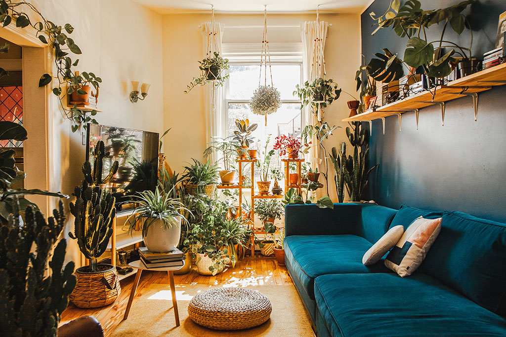 Room filled with a variety of plants