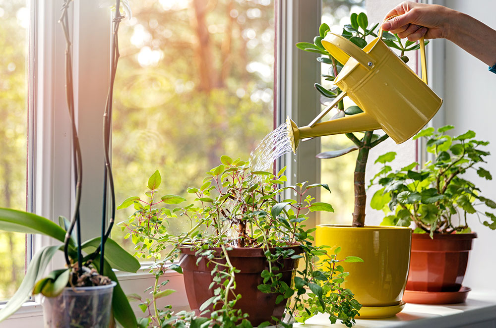 Yellow watering can watering a variety of plants in a window