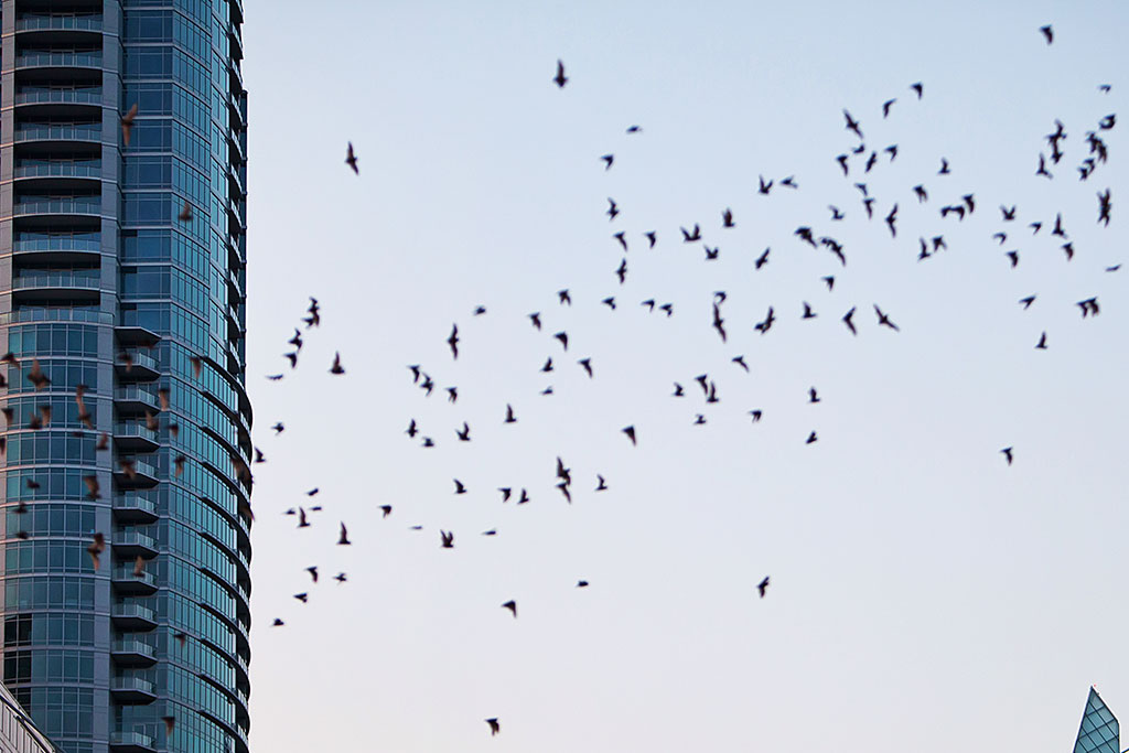 Bats flying in sky in Austin, Texas