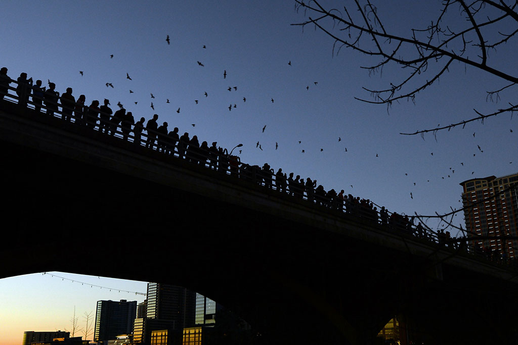 Bats flying in sky at night in Austin, Texas by Congress Bridge