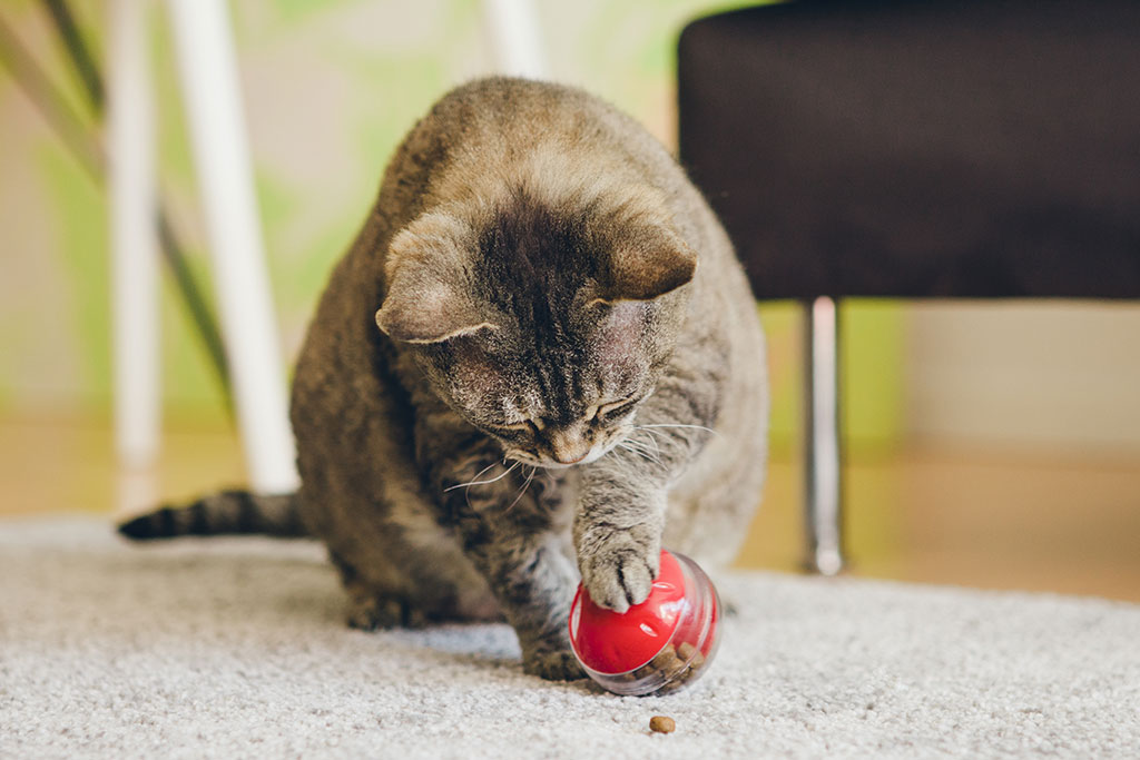Cat playing with toy that has treats in it