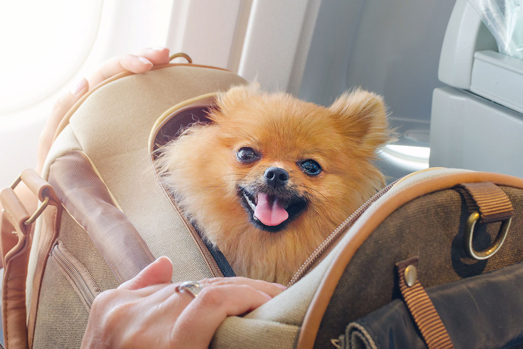 Dog in carrier in plane