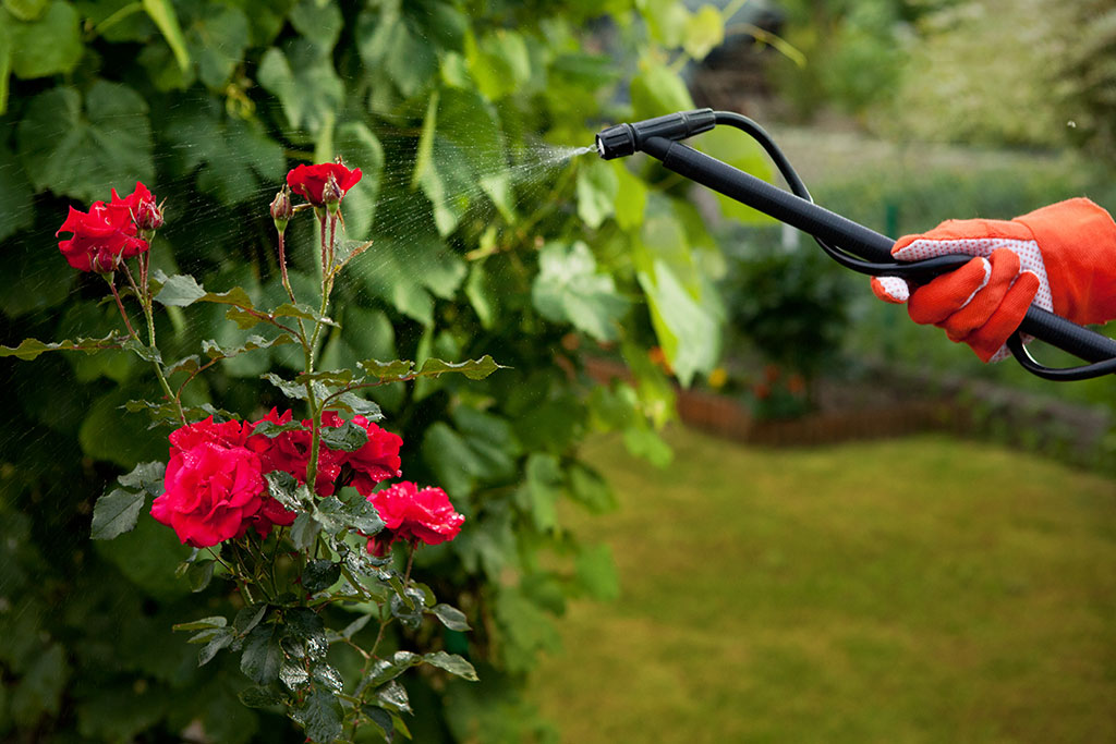 Spraying pesticides on rose bush