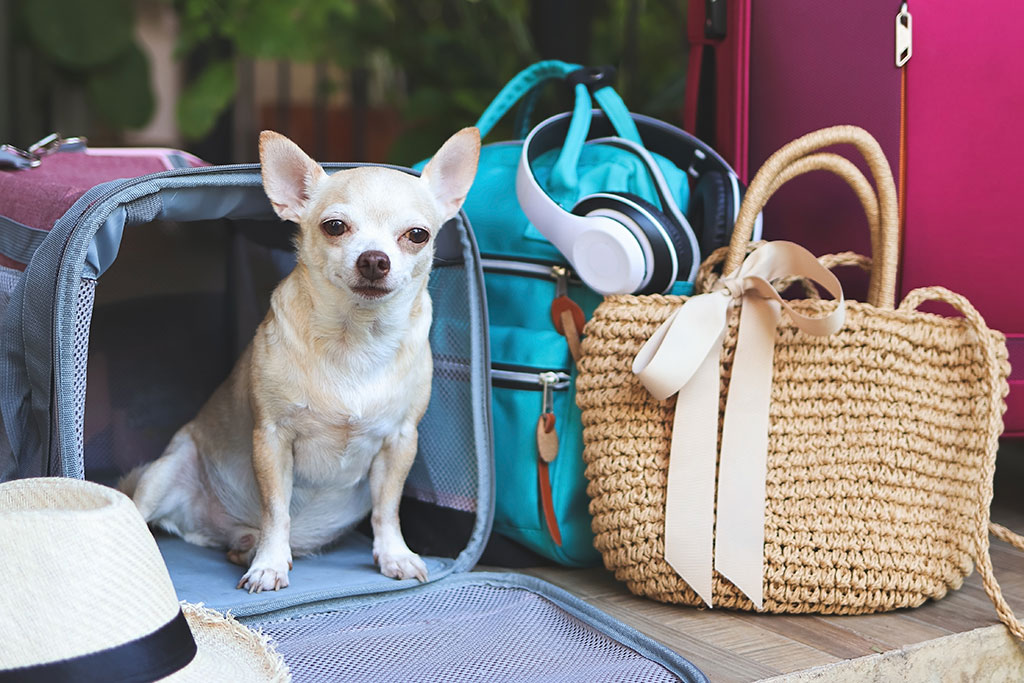 Chihuahua ready for vacation sitting next to suitcases