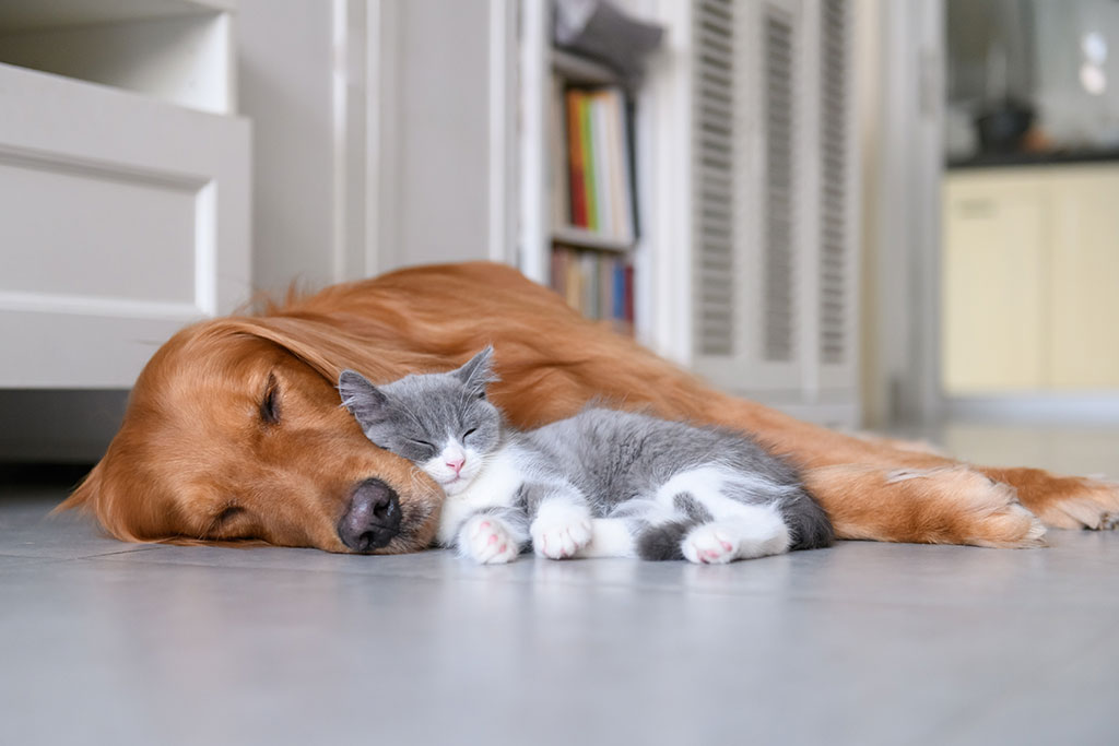 Dog and cat sleeping