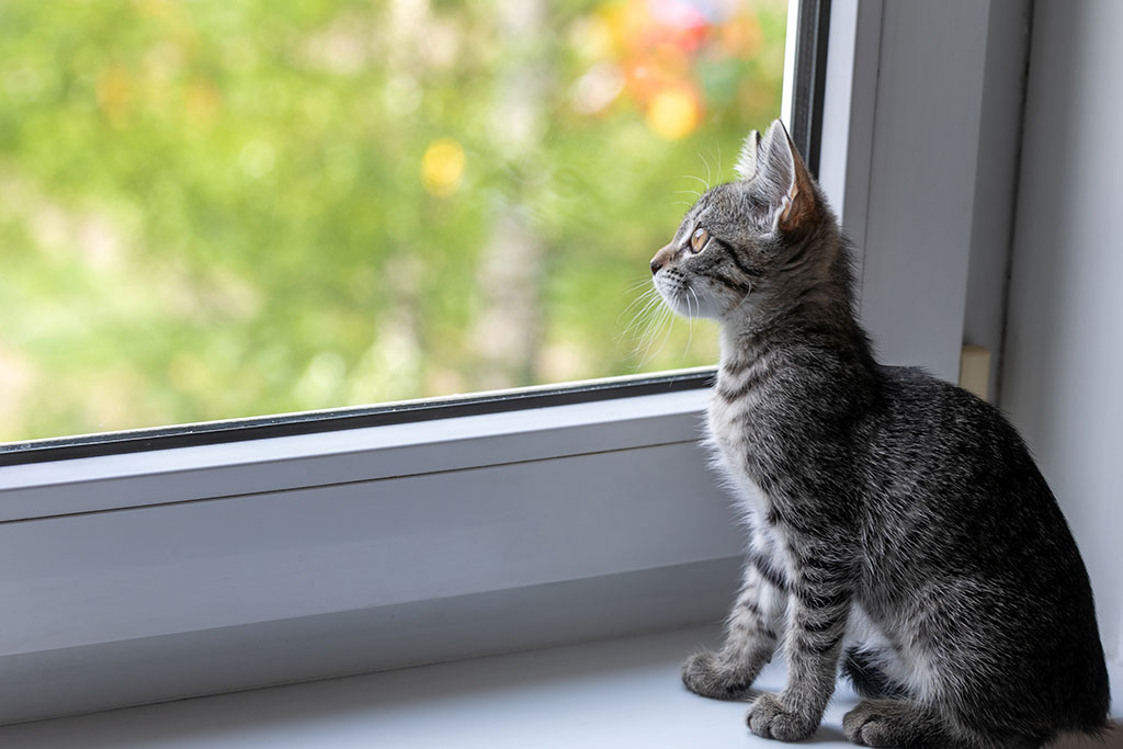 Kitten looking outside window