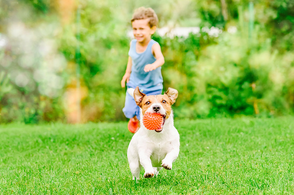 Dog and kid playing