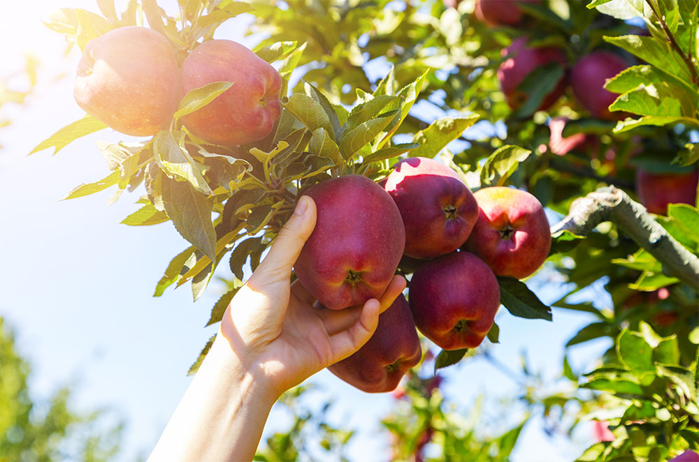 Person picking apples from tree