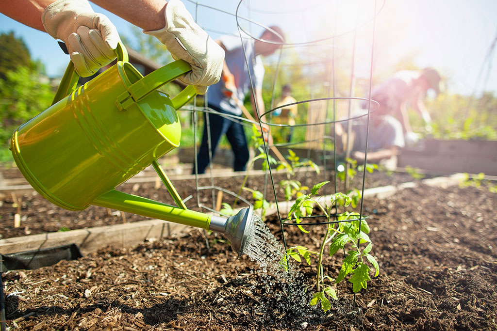 Person watering garden