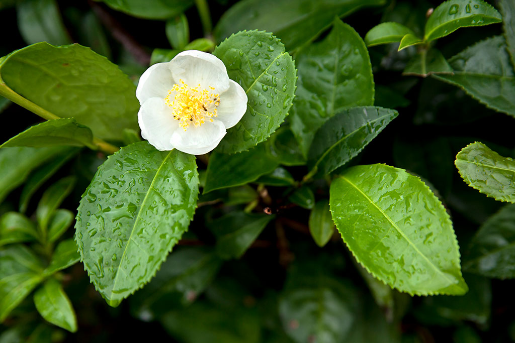 Camellia sinensis plant