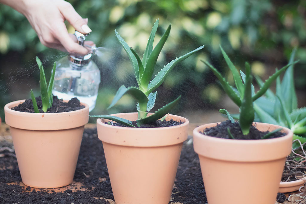 Aloe vera plant