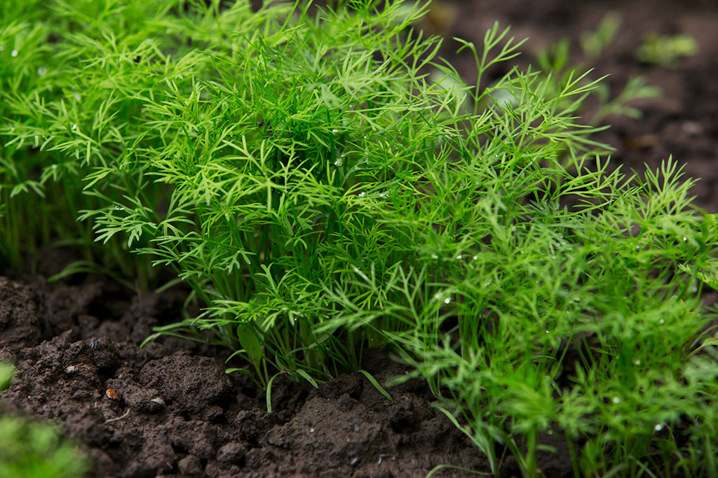 Dill plant