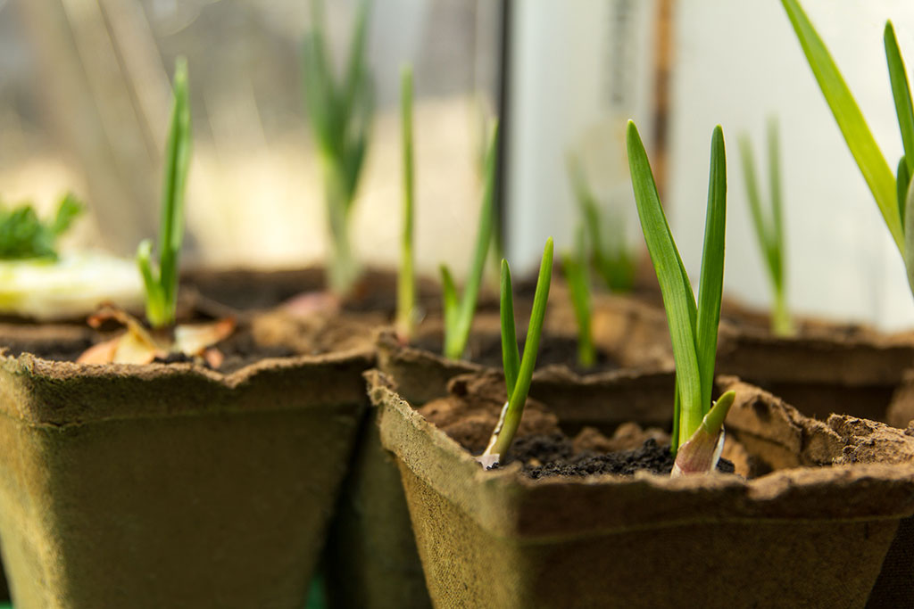 Garlic plant