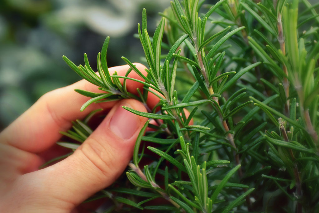Person picking rosemary