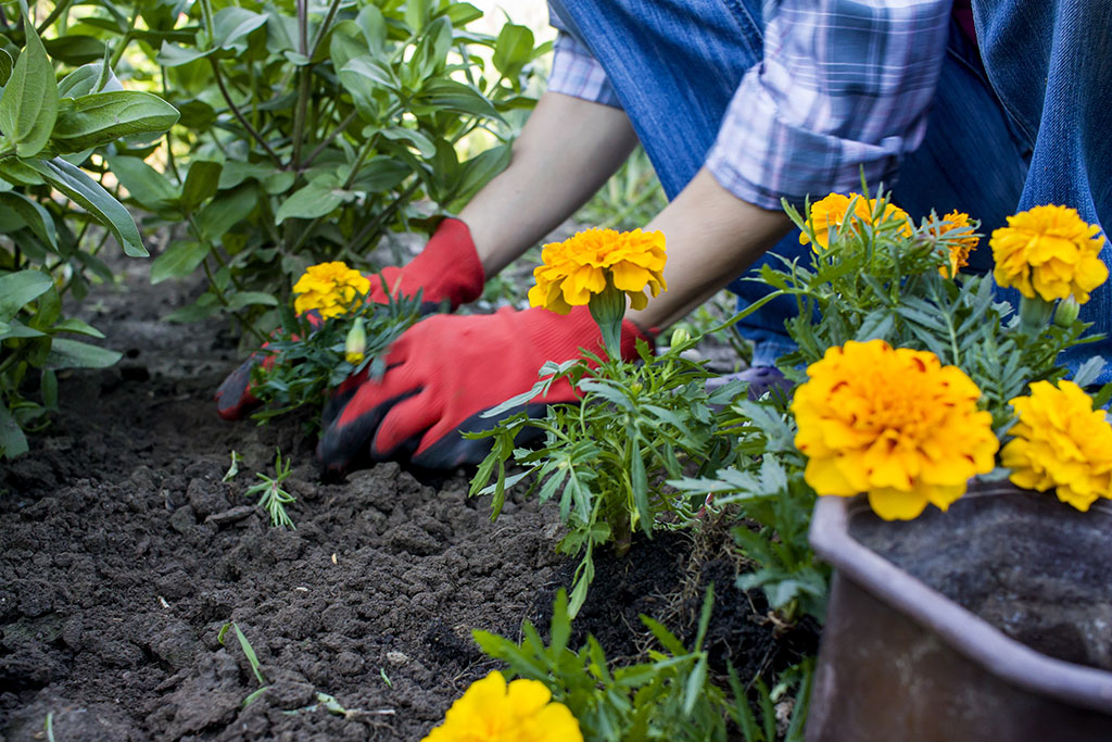 Person planting marigolds