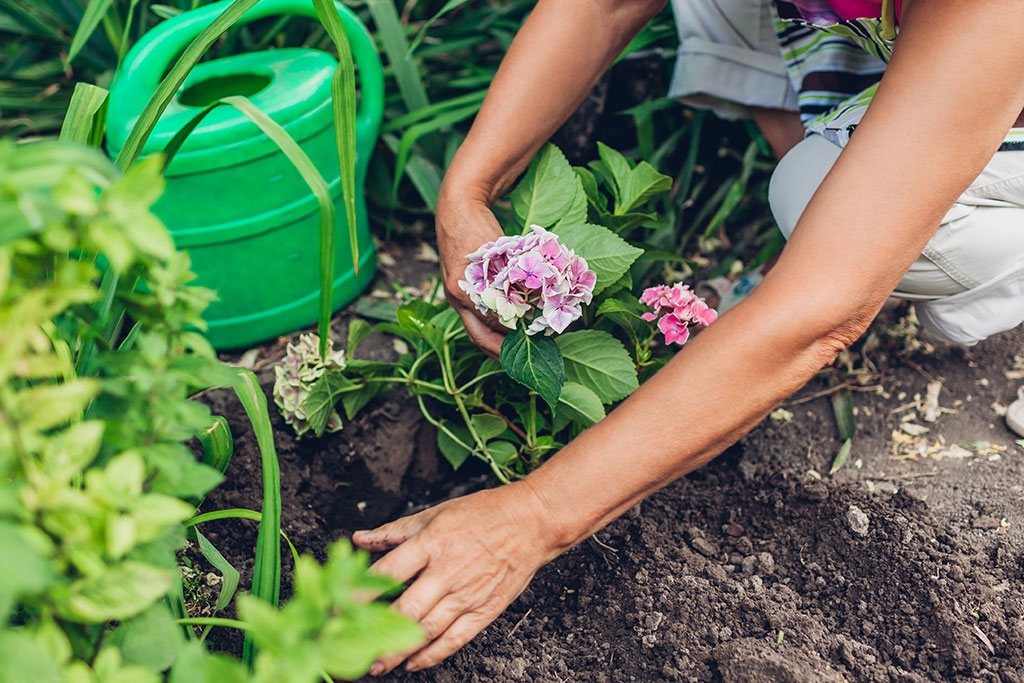 Planting hydrangeas