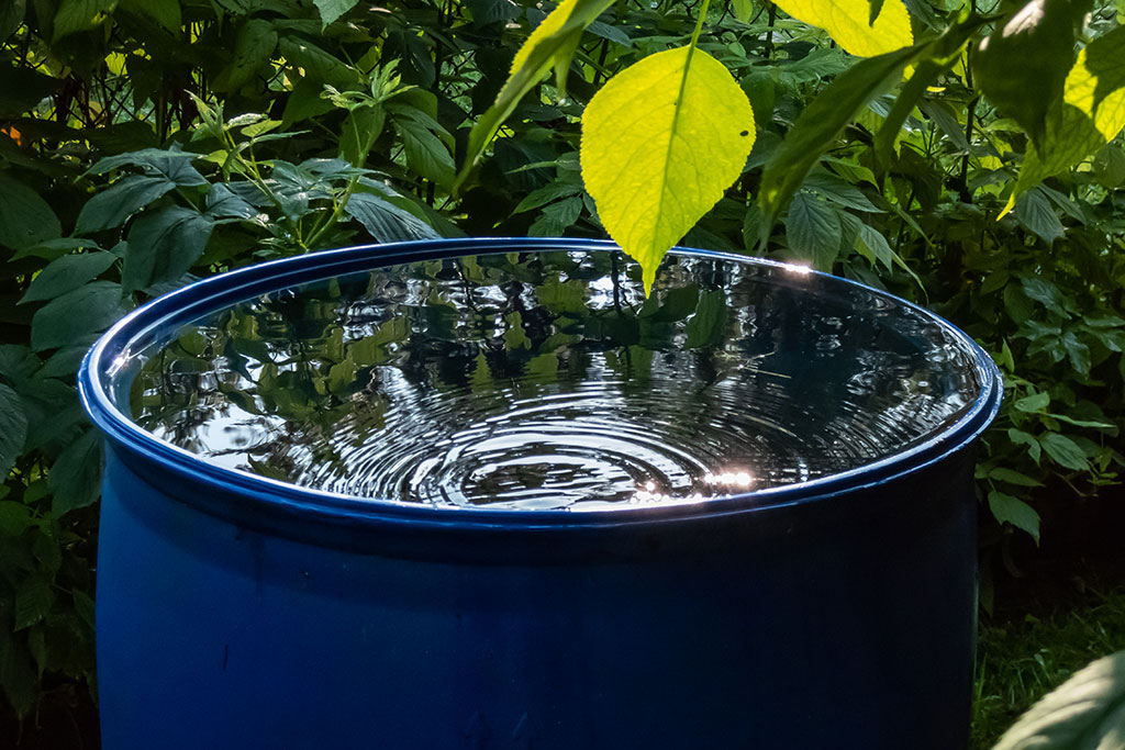 Barrel collecting water